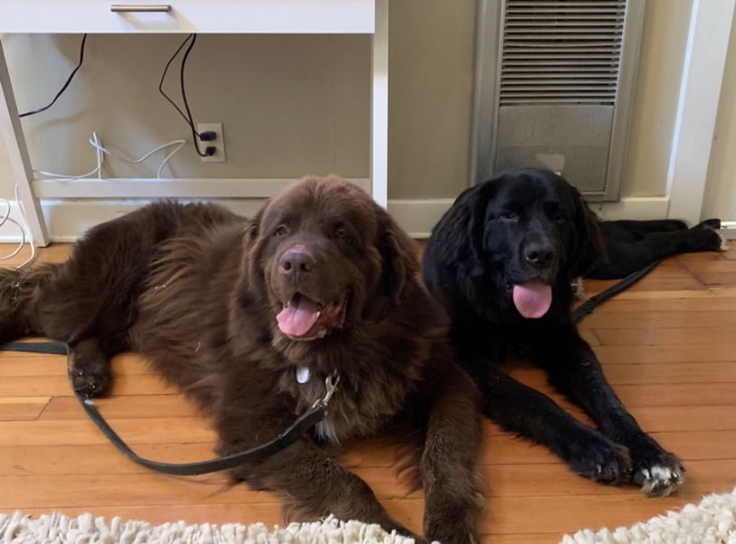 Big dogs Fonzie and Raya