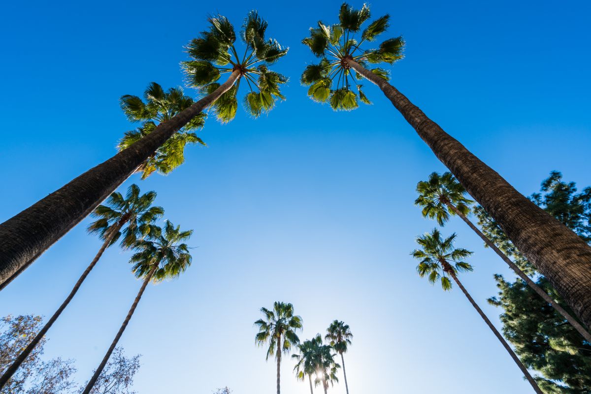 palm trees